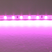 420512 LightstarЛента цветного свечения 24V, розовый